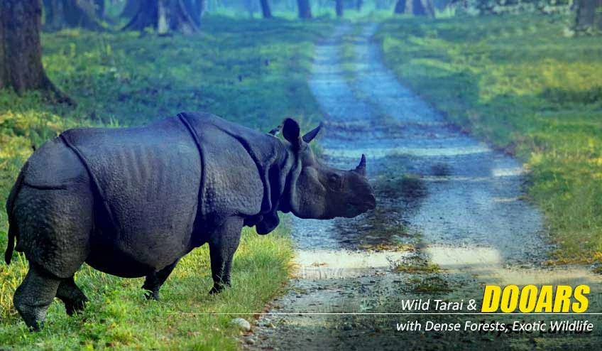 Wildlife Encounters in a Dooars Tour Package