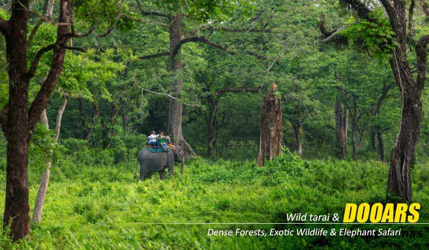 Wildlife Encounters in a Dooars Tour Package