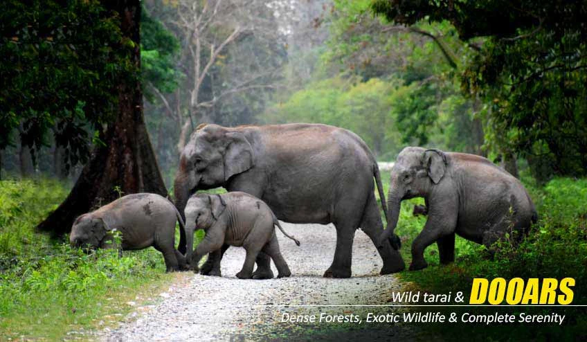 Why Jaldapara National Park is the Soul of Dooars Tour with Jaldapara Elephant Safari
