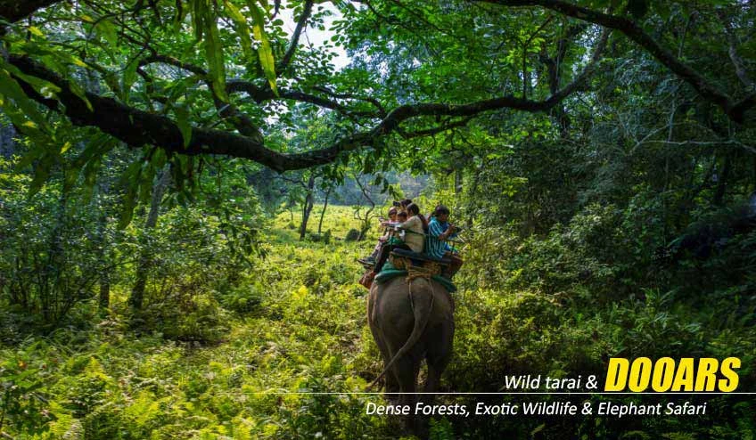 Why Jaldapara National Park is the Soul of Dooars Tour with Jaldapara Elephant Safari