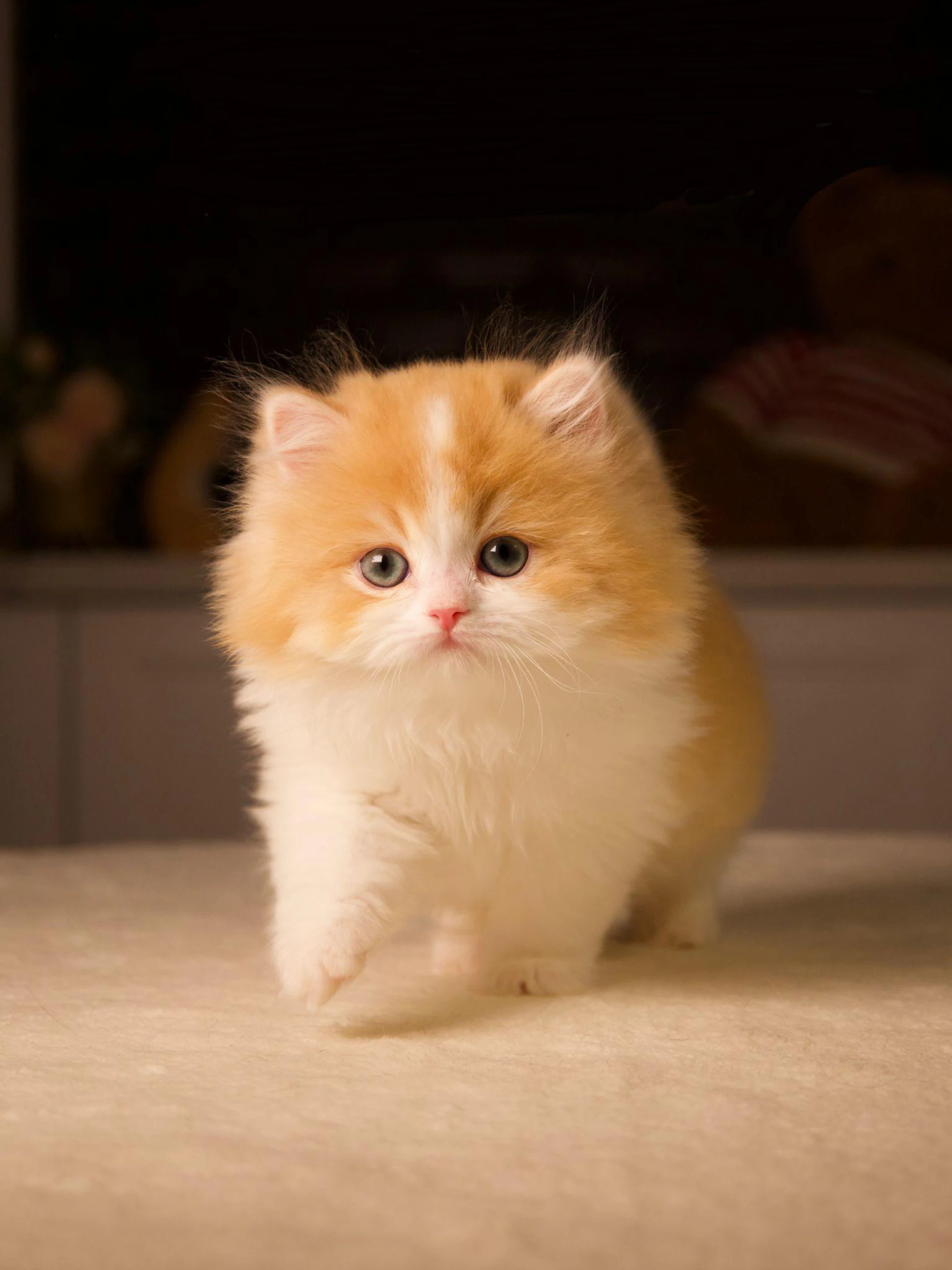 Comparing British Shorthair vs. British Longhair Temperament