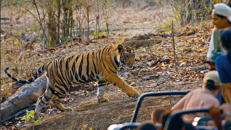 Best Wildlife Tiger Safari in India: Explore the Top National Parks