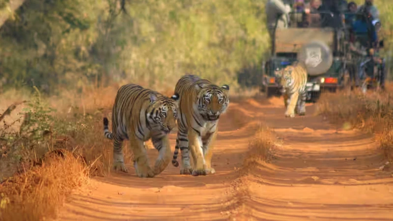 Best Wildlife Tiger Safari in India: Explore the Top National Parks