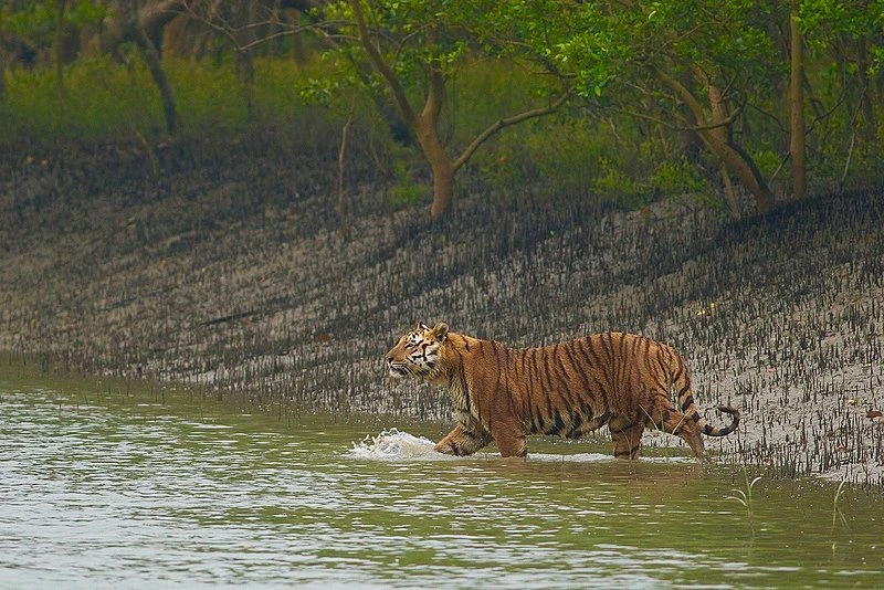 Best Wildlife Tiger Safari in India: Explore the Top National Parks
