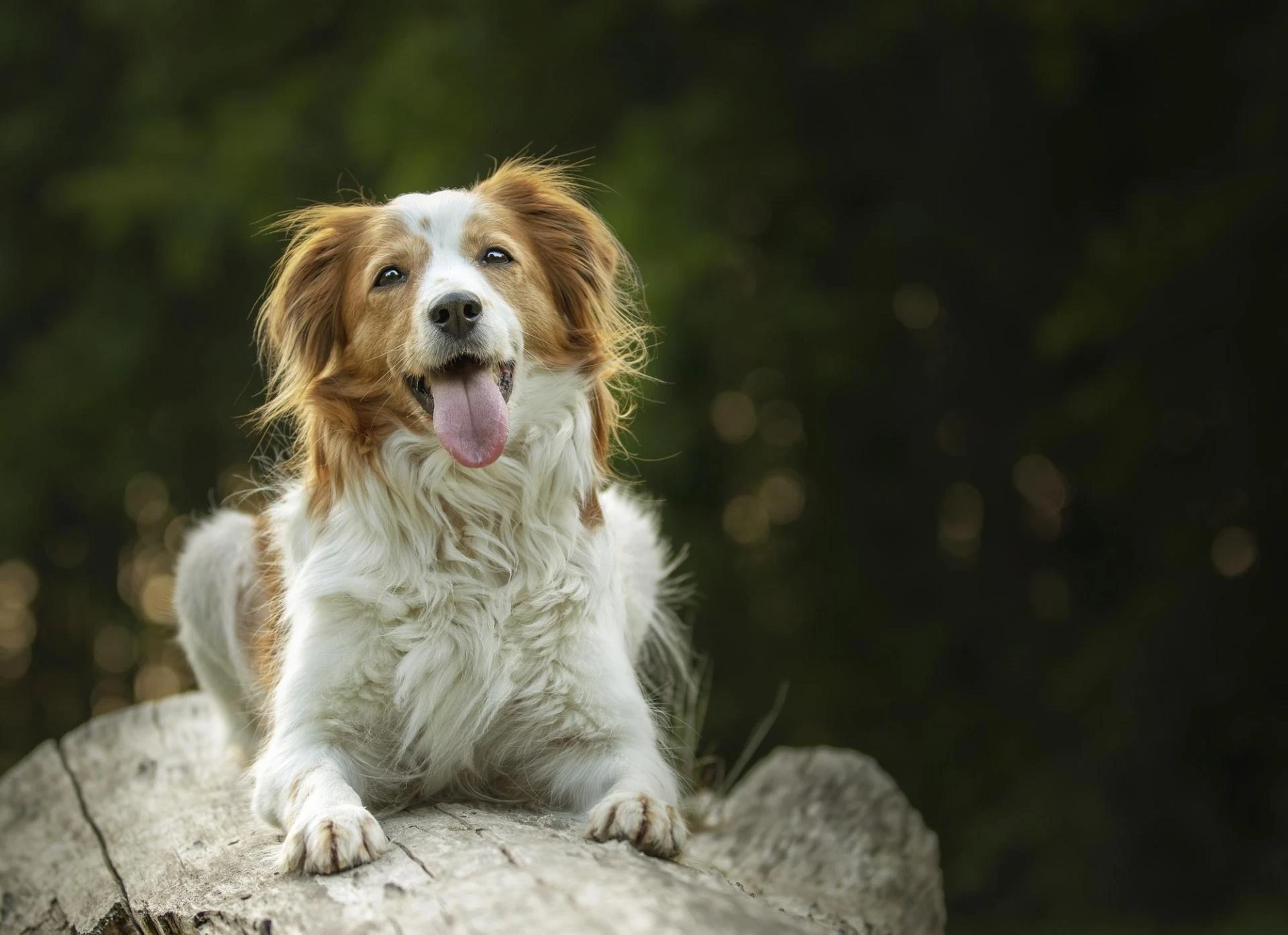 The Impact of Canine Valley Fever on Your Dog’s Quality of Lifet Title