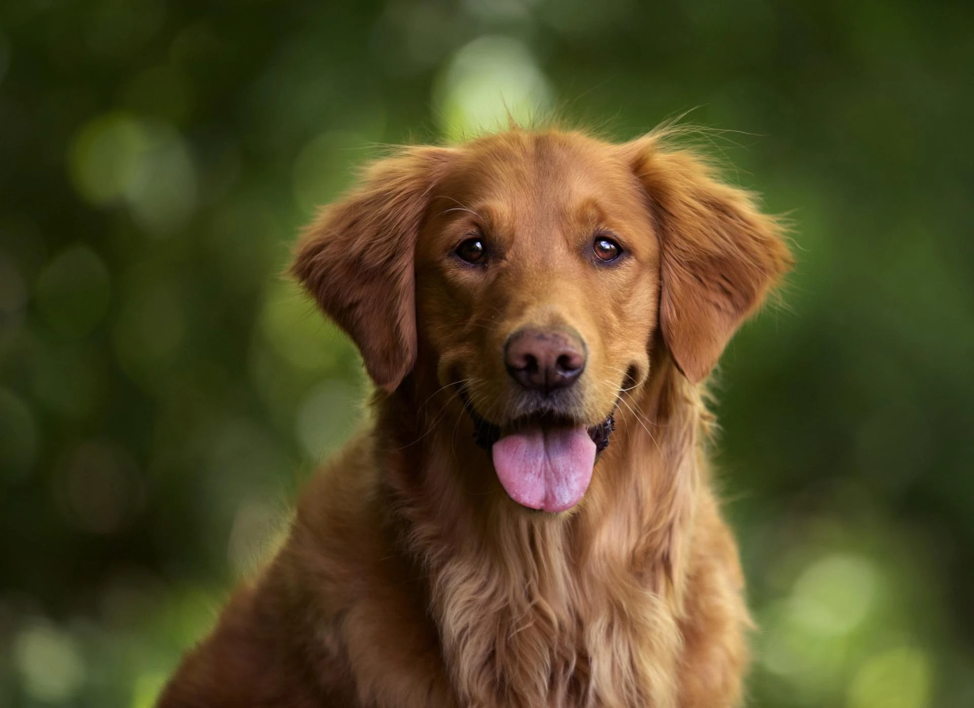 The Impact of Canine Valley Fever on Your Dog’s Quality of Lifet Title