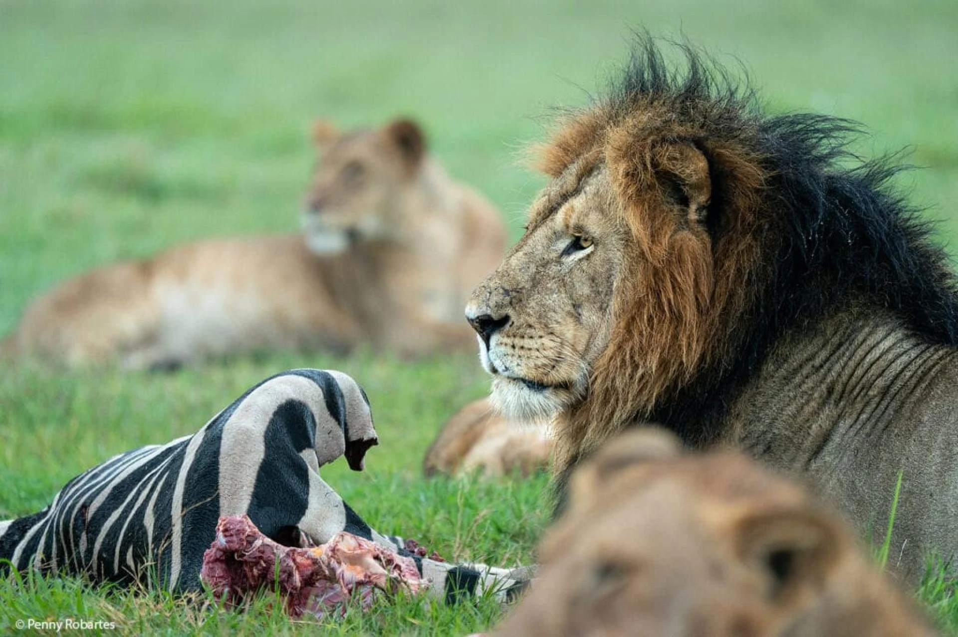 Discover Africa’s Wonders: From Kenya Safari Adventures to Zanzibar’s Coastal Magic