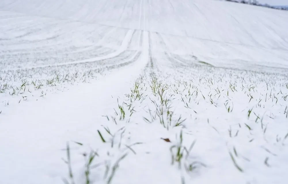 Microbial Life in Soil: Preparing for Winter Survival