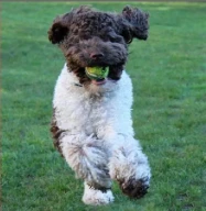 Golden Xpress Labradoodles: Bringing Healthy, Happy Puppies to Families Nationwide