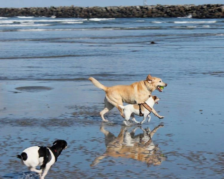 Paws & Paradise: Stay at Blue Heron Cottages— Ultimate Pet-Friendly Vacation Homes in San Diego