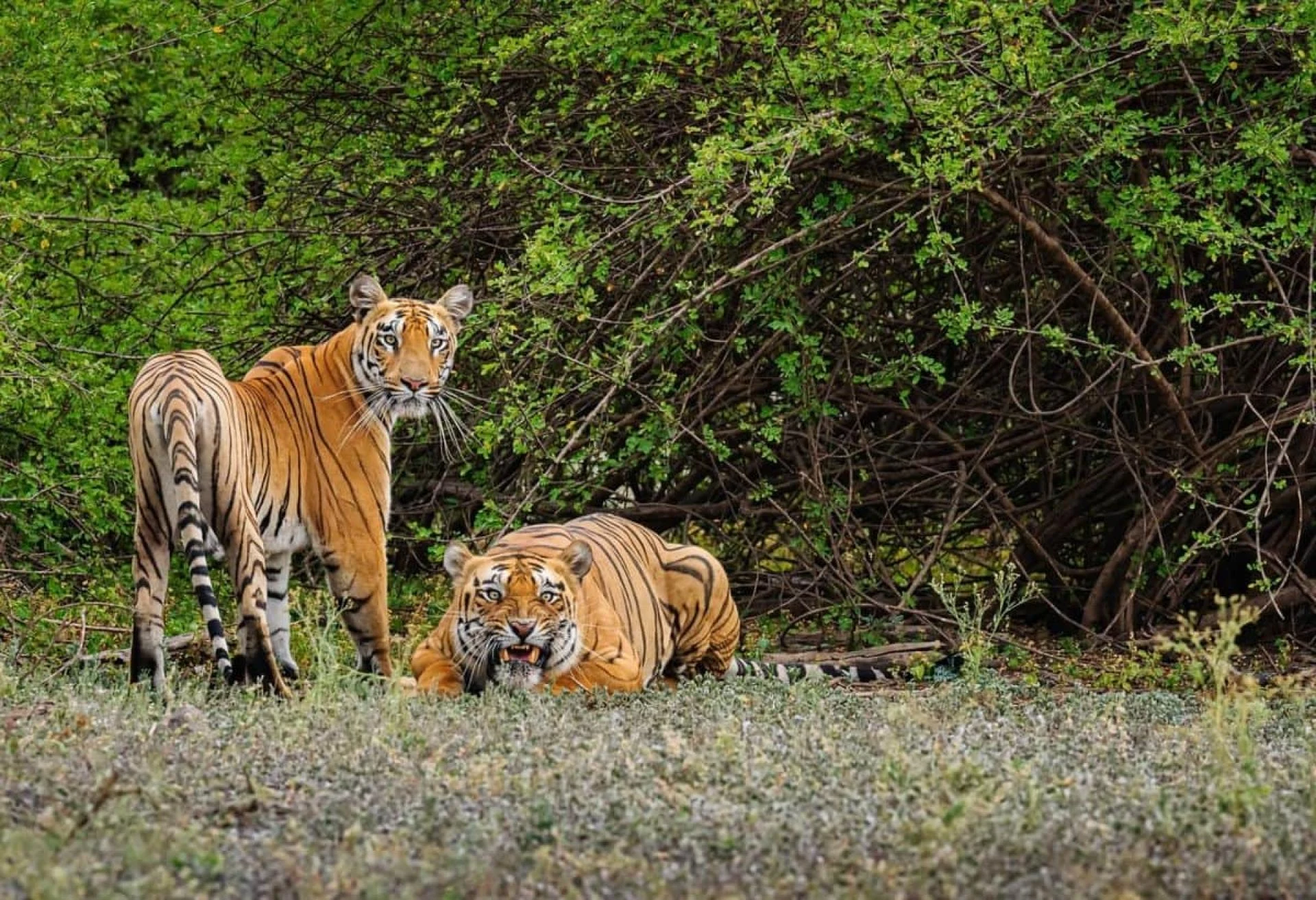 Why India’s National Parks Belong on Every Nature Lover’s Bucket List