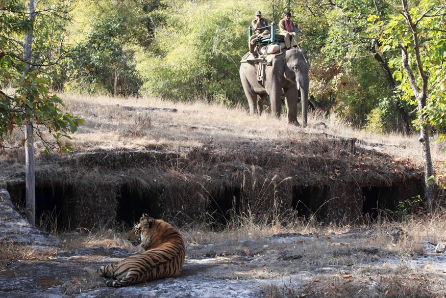 Why India’s National Parks Belong on Every Nature Lover’s Bucket List
