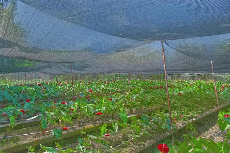 How Agricultural Shade Nets Can Boost Your Crop Yield Year-Round!