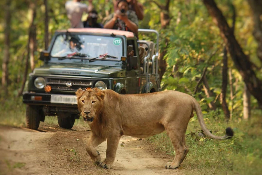 India’s Big Cat Trails: Best Places for Tiger, Leopard & Lion Safaris