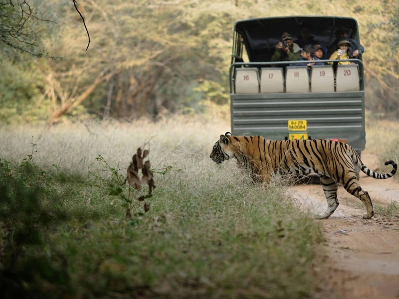 India’s Big Cat Trails: Best Places for Tiger, Leopard & Lion Safaris