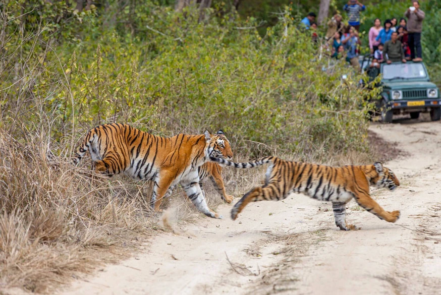 India’s Big Cat Trails: Best Places for Tiger, Leopard & Lion Safaris