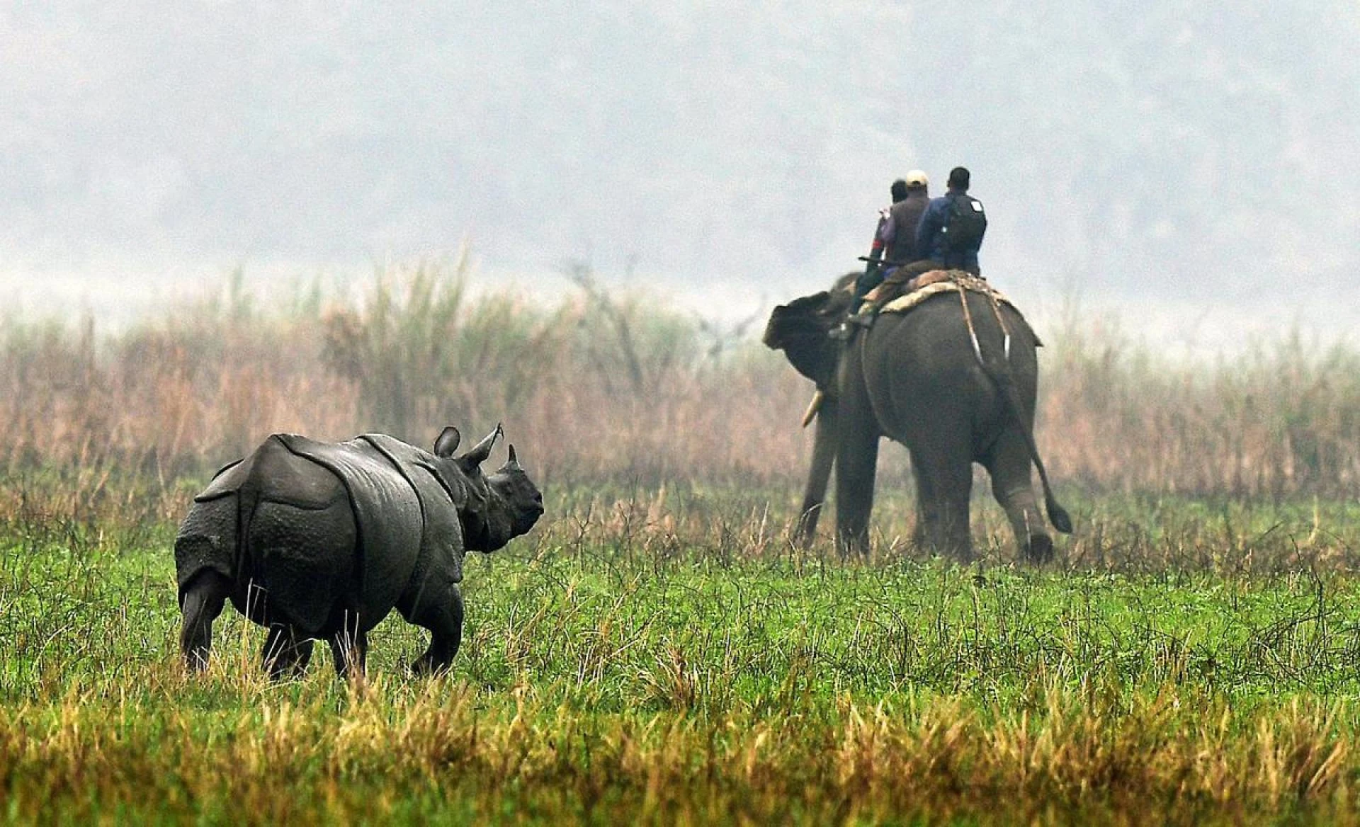 India’s Big Cat Trails: Best Places for Tiger, Leopard & Lion Safaris