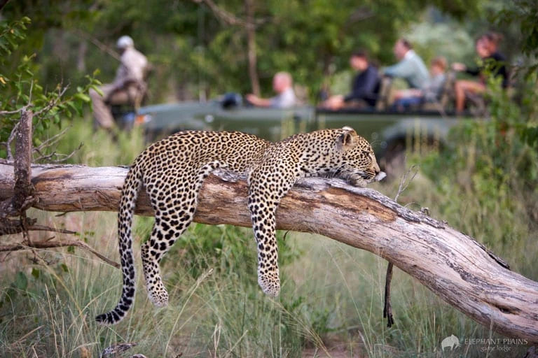 Experience Africa’s Wild Heart Through Tanzania’s Legendary National Parks