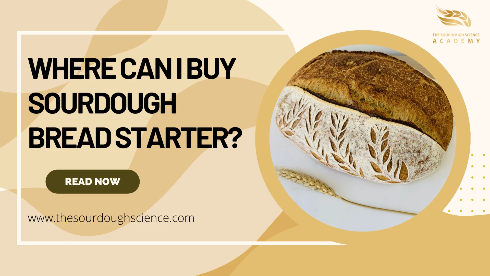 Where Can I Buy Sourdough Bread Starter?