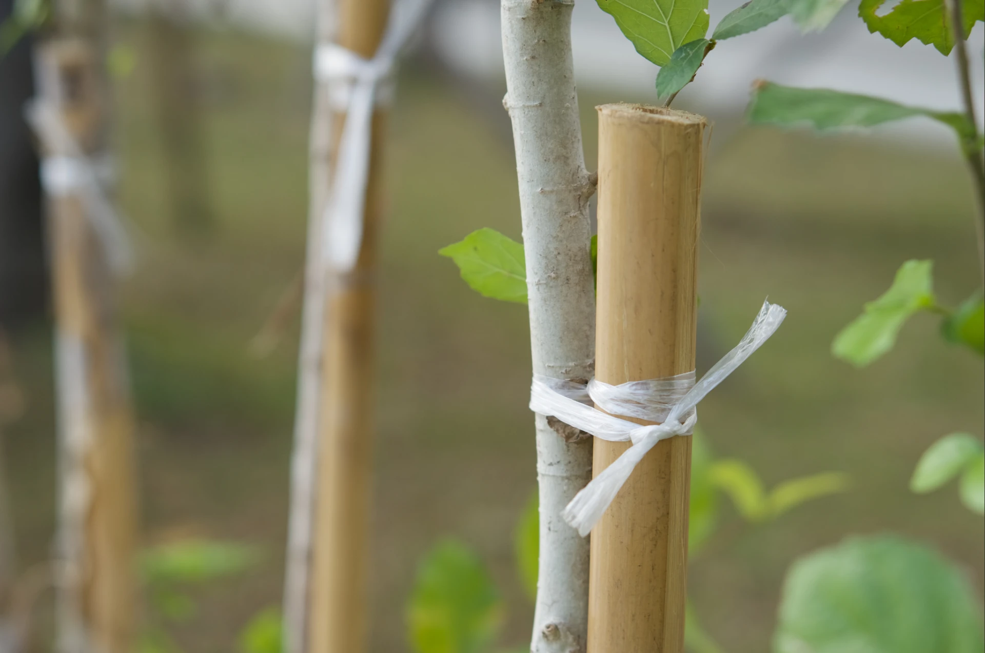 How Bamboo Stakes Boost Plant Growth and Stability